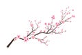 Watercolor cherry blossom vector. Pink sakura flower background. Sakura on white background. Cherry blossom flower blooming vector Royalty Free Stock Photo