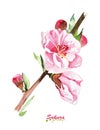 Watercolor Cherry flowers blooming bouquet.