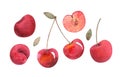 Watercolor cherry illustration