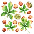 Watercolor chestnuts and green leaves