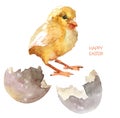 Watercolor chick and eggs shell