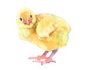 Watercolor chicken, cock, rooster bird isolated