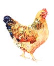 Watercolor chicken, cock, rooster bird isolated