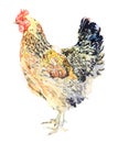 Watercolor chicken, cock, rooster bird isolated