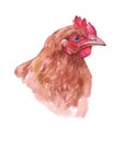 Watercolor chicken, cock, rooster bird isolated