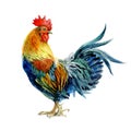 Watercolor chicken, cock, rooster bird isolated