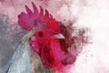 Watercolor Chicken. Hand drawn watercolor for design greeting card or print
