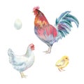 Watercolor chickens. Royalty Free Stock Photo