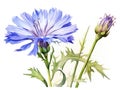 Watercolor Chicory Flowers Isolated, Aquarelle Blue Flower, Blooming Watercolor Cichorium on White Royalty Free Stock Photo