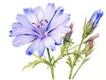 Watercolor Chicory Flowers Isolated, Aquarelle Blue Flower, Blooming Watercolor Cichorium on White Royalty Free Stock Photo