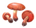 Watercolor chill mushroom illustration isolated