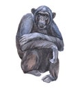 Watercolor chimpanzees animal