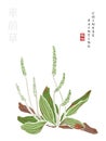 Watercolor Chinese ink paint art illustration nature plant from The Book of Songs Dooryard Weed. Translation for the Chinese word