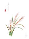 Watercolor Chinese ink paint art illustration nature plant from The Book of Songs White Cogongrass. Translation for the Chinese
