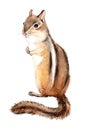 Watercolor chipmunk, Illustration on white background