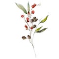 Watercolor Christmas bouquet of branches, alder and red berries. Hand painted holiday greenery isolated on white