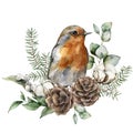 Watercolor Christmas bouquet with robin redbreast, cotton and fir branches. Hand painted holiday card with flowers and