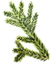 Watercolor Christmas branch. Realistic branches of green pine. branch with needles.