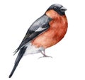 Watercolor Christmas card with bullfinch. Hand painted winter holidays bird isolated on white background. Wildlife