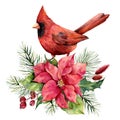 Watercolor Christmas card with cardinal, poinsettia and floral decor. Hand painted bird, traditional flower and fir Royalty Free Stock Photo