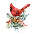 Watercolor Christmas card with red cardinal and winter plants. Hand painted bird with bells, holly, red bow, berries Royalty Free Stock Photo