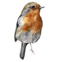 Watercolor Christmas card with robin redbreast. Hand painted winter holidays bird isolated on white background. Wildlife