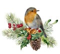 Watercolor Christmas composition with bird. Hand painted robin with fir and berry branch, mistletoe, holly, pine cone