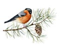 Watercolor Christmas composition with bullfinch. Hand painted winter card with bird, fir branch and cone isolated on Royalty Free Stock Photo