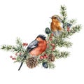 Watercolor Christmas composition of bullfinch, robin and spruce branches. Hand painted holiday card of birds and plants Royalty Free Stock Photo