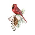Watercolor Christmas composition with cardinal and bow. Hand painted winter card with bird, fir seeds, cones isolated on Royalty Free Stock Photo