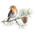 Watercolor Christmas composition with robin. Hand painted winter card with bird, fir branch and cone isolated on white Royalty Free Stock Photo
