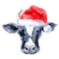 Watercolor Christmas cow portrait illustration. Painted isolated cow with santa hat on white background Royalty Free Stock Photo