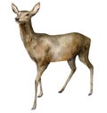 Watercolor Christmas female deer. Hand painted wild animal isolated on white background. Realistic animal for design