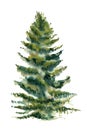 Watercolor Christmas fir-tree on a white background