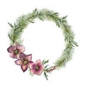 Watercolor Christmas floral wreath with hellebore flowers. Hand painted Christmas tree branch, cedar and hellebore with Royalty Free Stock Photo