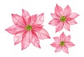 Watercolor Christmas flowers collection. Big and small pink poinsettia. Abstract transparent flower. Hand painted