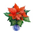 Watercolor Christmas flowers Royalty Free Stock Photo