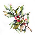 Watercolor Christmas hand-drawn illustration of red berries branch.Watercolor Christmas hand-drawn illustration. Mistletoe branch