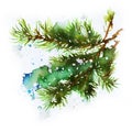 Watercolor Christmas hand-drawn illustration. Spruce branch covered with snow. Pine.