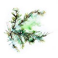 Watercolor Christmas hand-drawn illustration. Spruce branch covered with snow. Pine.