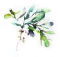 Watercolor Christmas hand-drawn illustration of red berries branch.Watercolor Christmas hand-drawn illustration. Mistletoe branch