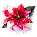 Watercolor Christmas hand-drawn illustration. Red Christmas flower - poinsettia. Royalty Free Stock Photo