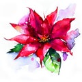 Watercolor Christmas hand-drawn illustration. Red Christmas flower - poinsettia.