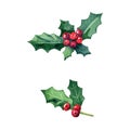 Watercolor Christmas holly branch isolated