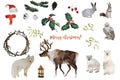 Watercolor christmas and new year decoration winter set isolated on white. Hand drawn xmas reindeer, forest animals, fir Royalty Free Stock Photo
