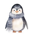 Watercolor Christmas penguin in cozy scarf isolated on white background