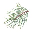 Watercolor Christmas Pine branch. Cedar, conifer twig. Evergreen plant. Botanical illustration of green lush sprig isolated on