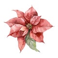 Watercolor Christmas poinsettia and leaves. Hand painted holiday card with red flower isolated on white background Royalty Free Stock Photo