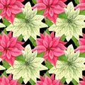 Watercolor Christmas poinsettia seamless pattern. Red and white winter flowers. repeating background Royalty Free Stock Photo