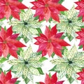 Watercolor Christmas poinsettia seamless pattern. Red and white big winter flowers. Repeating background. For design Royalty Free Stock Photo